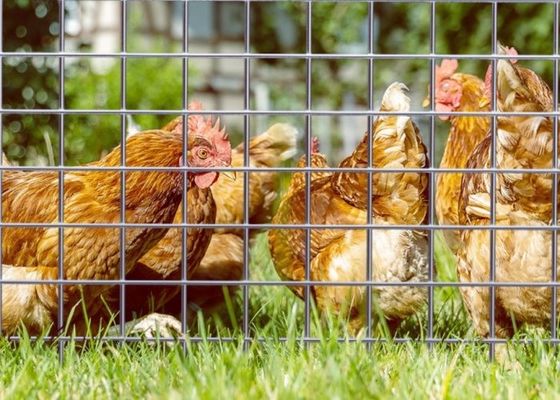 Elektro-verzinkt gelast gaas met 50M rollengte en 0,5m breedte voor dierenverblijven