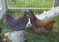 De hoge Duurzaamheid galvaniseerde Gelast Mesh Rolls For Poultry Raising