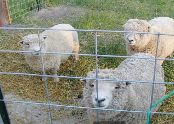 De hete Ondergedompelde Gegalvaniseerde Gelaste Landbouw en veeteelt van Draadmesh in agriculture and animal