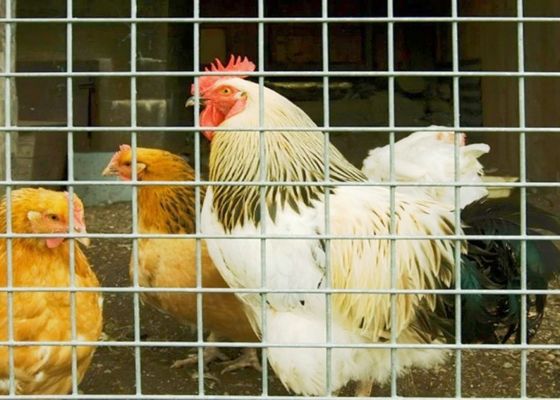 15m 20m 30m roestvrij staal gelast gaas gebruikt als kippenkooi of hek