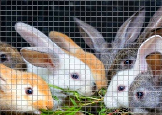 De roestvrije 48x100-Gegalvaniseerde Draad Mesh Roll For Rabbit Cage van de Hardwaredoek Broodje